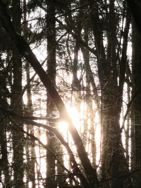 Sonne im Wald
Privatarchiv Beate Berghoff